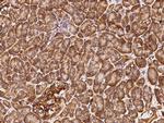 COX4NB Antibody in Immunohistochemistry (Paraffin) (IHC (P))