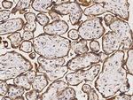 COX4NB Antibody in Immunohistochemistry (Paraffin) (IHC (P))