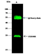 COX4NB Antibody in Immunoprecipitation (IP)