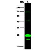 COX4NB Antibody in Western Blot (WB)