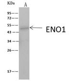 ENO1 Antibody in Immunoprecipitation (IP)