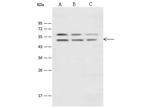 ENO1 Antibody in Western Blot (WB)
