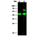 ENO3 Polyclonal Antibody