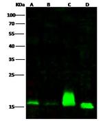 ENSA Polyclonal Antibody