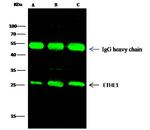 ETHE1 Antibody in Immunoprecipitation (IP)
