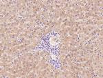 Factor XII Antibody in Immunohistochemistry (Paraffin) (IHC (P))