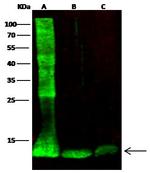 FABP1 Antibody in Western Blot (WB)