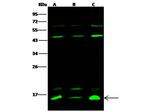 FABP5 Antibody in Western Blot (WB)