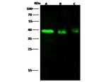 CD178 Polyclonal Antibody
