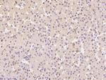 CD16 Polyclonal Antibody
