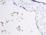 FCN1 Antibody in Immunohistochemistry (Paraffin) (IHC (P))