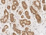 FES Antibody in Immunohistochemistry (Paraffin) (IHC (P))