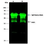 FGF5 Antibody in Immunoprecipitation (IP)
