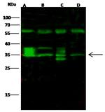 FGF8 Polyclonal Antibody