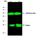 FKBP14 Antibody in Immunoprecipitation (IP)