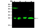 FKBP14 Antibody in Western Blot (WB)