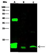 FKBP12 Polyclonal Antibody