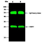 FKBP7 Antibody in Immunoprecipitation (IP)
