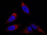 Flotillin 2 Polyclonal Antibody