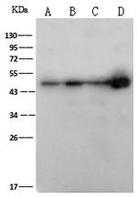 FOXJ1 Polyclonal Antibody