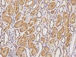 FRMPD2 Antibody in Immunohistochemistry (Paraffin) (IHC (P))