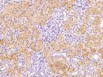 FUOM Polyclonal Antibody