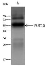 FUT10 Antibody in Immunoprecipitation (IP)