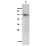 FUT10 Antibody in Western Blot (WB)