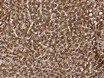 GCSH Antibody in Immunohistochemistry (Paraffin) (IHC (P))