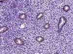 GGCT Antibody in Immunohistochemistry (Paraffin) (IHC (P))