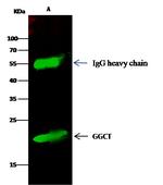 GGCT Antibody in Immunoprecipitation (IP)