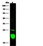 GGCT Antibody in Western Blot (WB)
