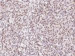 GMEB1 Antibody in Immunohistochemistry (Paraffin) (IHC (P))