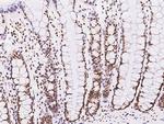GMEB1 Antibody in Immunohistochemistry (Paraffin) (IHC (P))