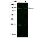 Nucleostemin Antibody in Western Blot (WB)