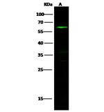 NLK Polyclonal Antibody