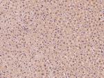 GSS Antibody in Immunohistochemistry (Paraffin) (IHC (P))