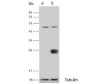 GSTK1 Polyclonal Antibody