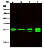 GSTK1 Antibody in Western Blot (WB)