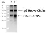 GYPC Antibody in Immunoprecipitation (IP)