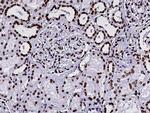 HIST2H2BE Antibody in Immunohistochemistry (Paraffin) (IHC (P))