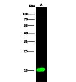 HIST2H2BE Antibody in Western Blot (WB)