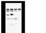 hnRNP M Antibody in Western Blot (WB)