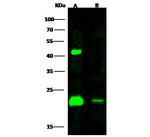 H-Ras Polyclonal Antibody