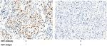 HSF1 Antibody in Immunohistochemistry (Paraffin) (IHC (P))
