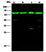 HSP60 Antibody in Western Blot (WB)