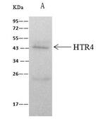 HTR4 Antibody in Immunoprecipitation (IP)