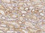 HTRA2 Antibody in Immunohistochemistry (Paraffin) (IHC (P))