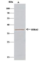 HTRA2 Antibody in Immunoprecipitation (IP)