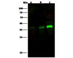 HTRA2 Antibody in Western Blot (WB)